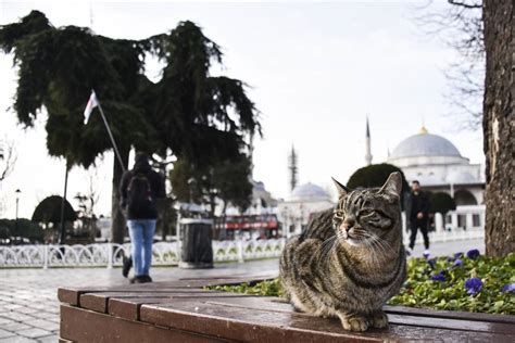 İ­s­t­a­n­b­u­l­­u­n­ ­B­i­z­i­m­ ­D­e­ğ­i­l­ ­K­e­d­i­l­e­r­i­n­ ­Ş­e­h­r­i­ ­O­l­d­u­ğ­u­n­u­ ­K­a­n­ı­t­l­a­y­a­n­ ­2­7­ ­A­n­